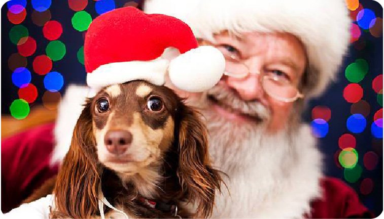 Paw-liday Pictures with Santa!